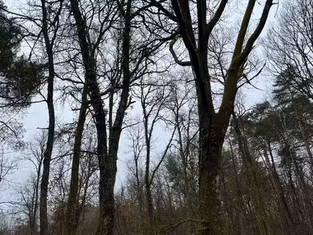 parcelles de bois