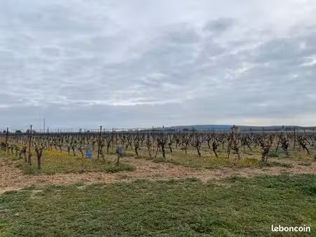 vend terrain (vigne)
