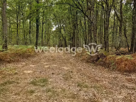 domaine de chasse d'environ 81 hectares avec trois étangs –