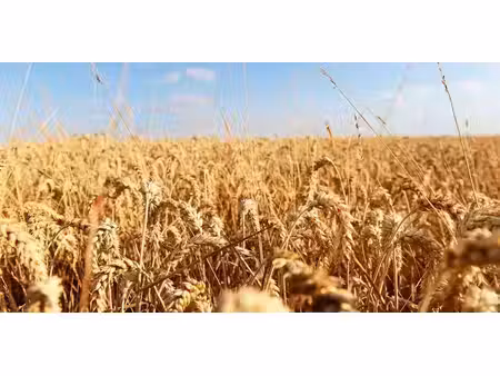 terrain agricole à vendre à mont-saint-guibert pour € 204.180