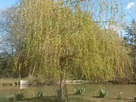 étang à vendre