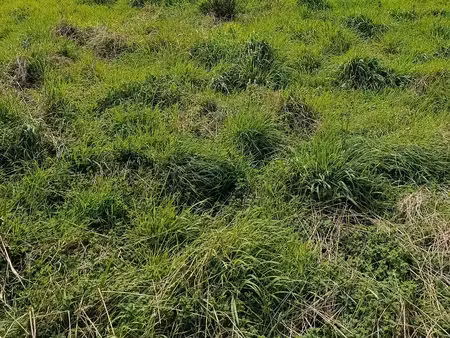 terrain 554 m² anglet