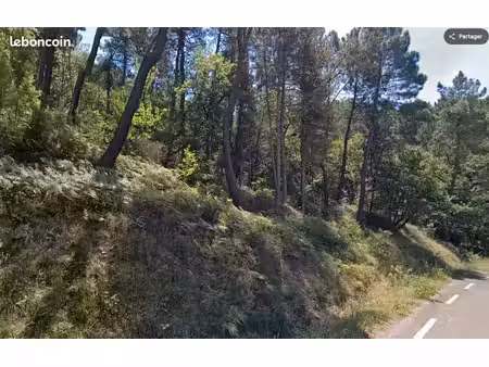 terrain avec châtaigniers