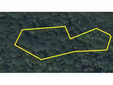 forêt avec de nombreuses espèces d’arbres différentes