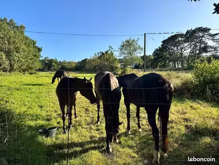 location champ pour chevaux  ânes…