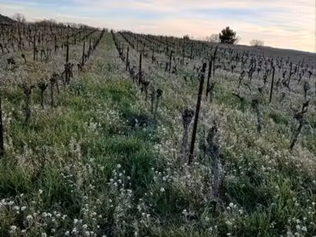 vignes fermage