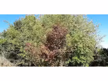 vente terrain 233 m² à bruz (35170)  115 990 €