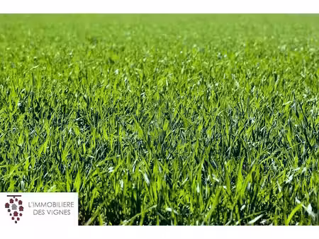 vente terrain 490 m² à martillac (33650)  156 000 €