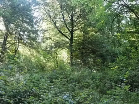 parcelle boisée