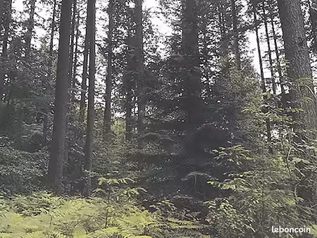 terrain boisé 1300 m2