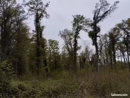 parcelle de bois