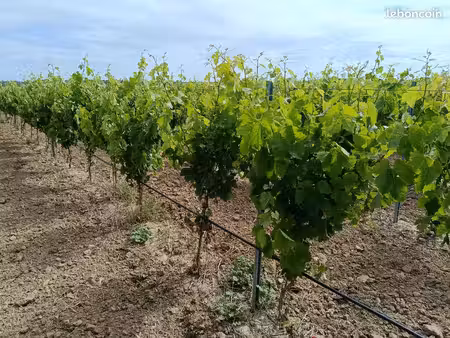 vend vigne merlot