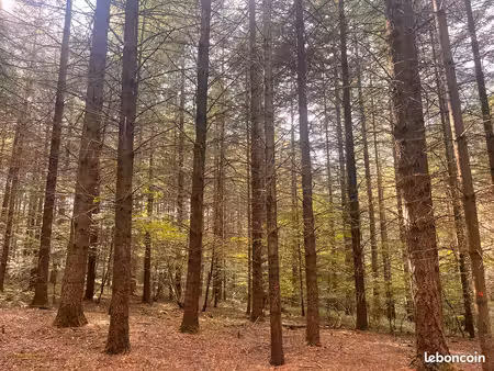 forêt - ? propriété forestière 6 ha