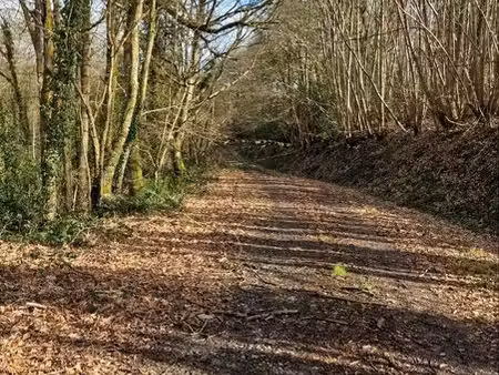 terrain boisé