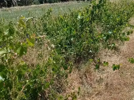 location parcelle pour chevaux