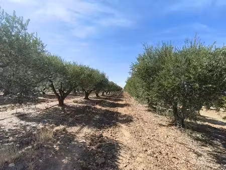 terrain agricole