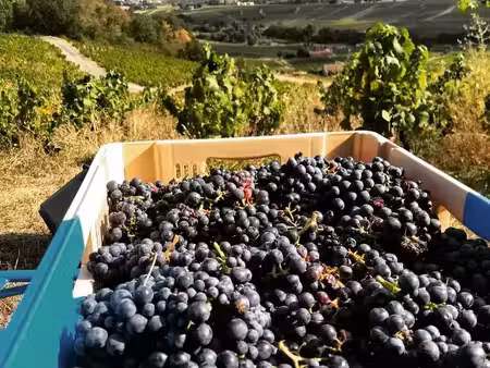 vignes côte de brouilly aop