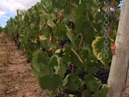 vignes aoc fleurie