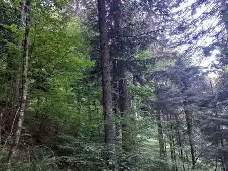 forêt à vendre