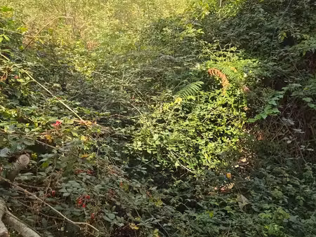 terrain constructible côté ouest (océan) du porge