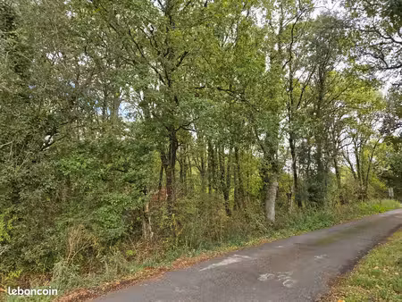 terrain boisé
