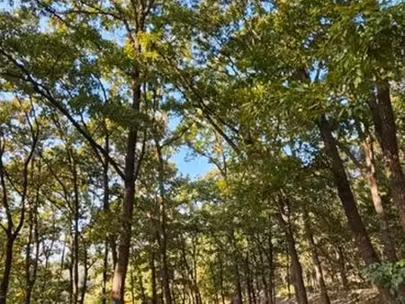 recherche terrain arboré  petit bois