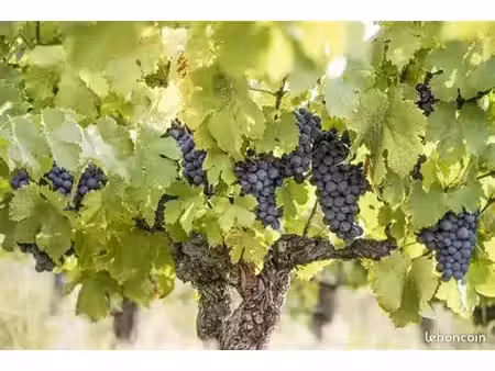 vignes