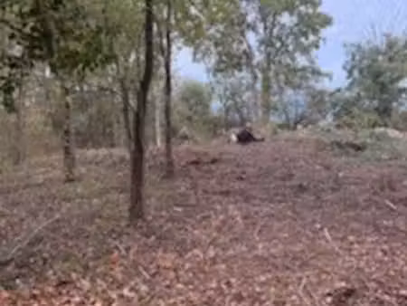 terrain pour amoureux de la nature