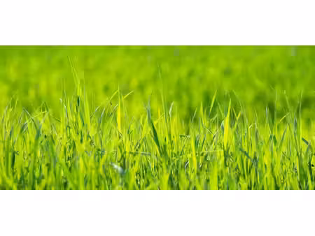 terrain 0 pièces 295 m² à vendre / acheter talence 33400 ? | era immobilier