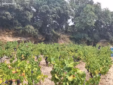 vignes aoc châteauneuf-du-pape