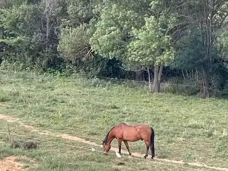 terrain chevaux