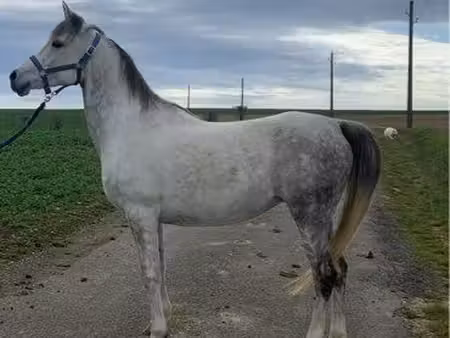 terrain à louer pour chevaux