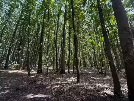 bosperceel van circa 10 are in een groene omgeving te houthalen-helchteren