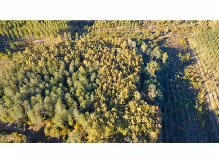 8 5 hectares de bois parleboscq (40)