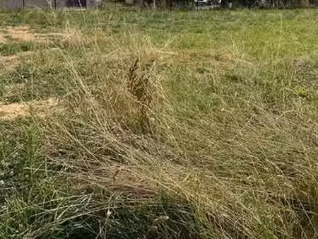 vente terrain à marsais-sainte-radégonde (85570) : à vendre / marsais-sainte-radégonde