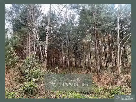 bazas -parcelle bois + partie constructible .1 hectare 08