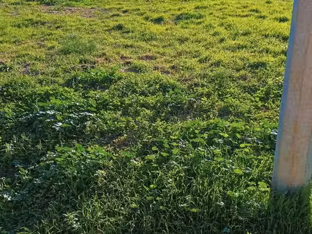 terrain de 7000-8000 m² pour animaux