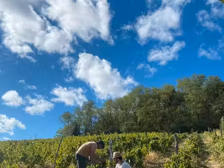 vente vignes aop moulin à vent