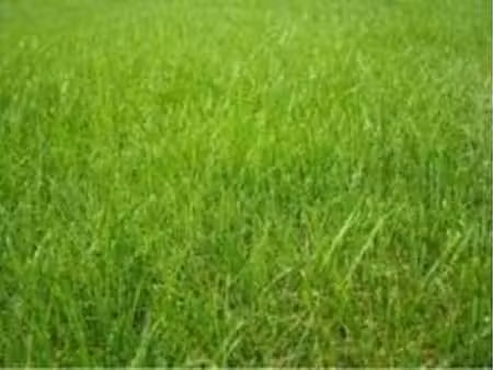 vente terrain à la gouesnière (35350) : à vendre / la gouesnière