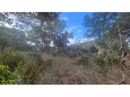 terrain plat et joliment arboré