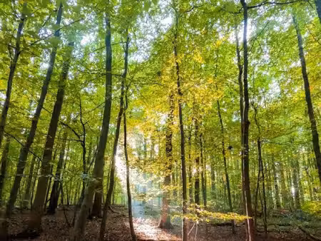 terrain de forêt