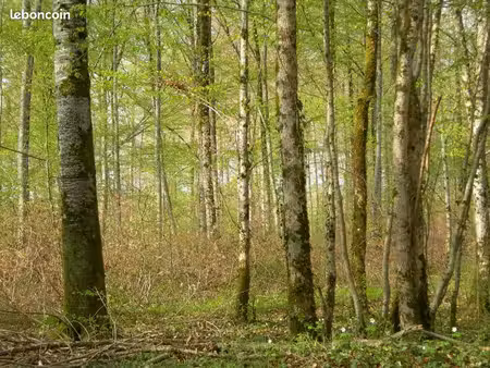 parcelle bois  forêt