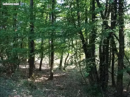 parcelle de forêt 4ha chasse loisir