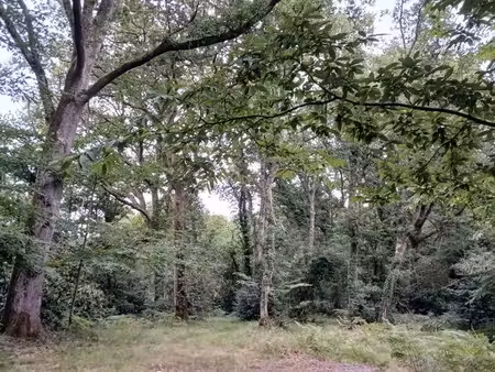 joli terrain boisé