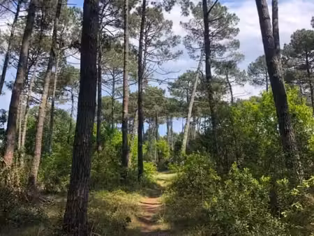 terrain 825 m² lege cap ferret