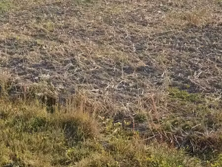 terrain constructible saint folquin