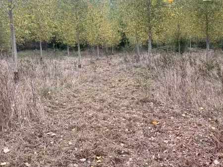 parcelles boisées