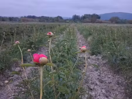 terres agricoles pivoines
