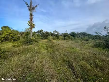terrain 20000 m² matoury