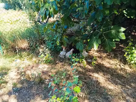 jardin location